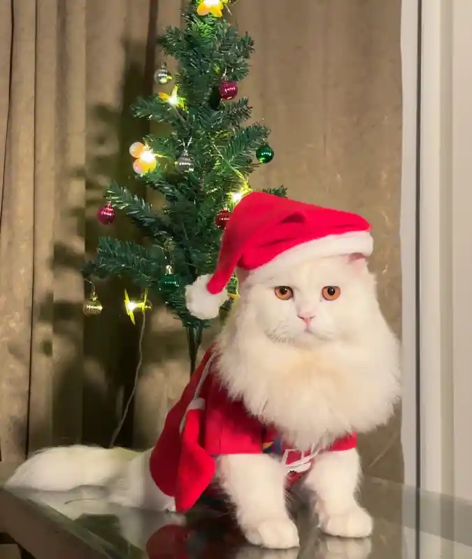 Crimson Santa Suit and Folded Cap on a Fluffy White Persian Cat