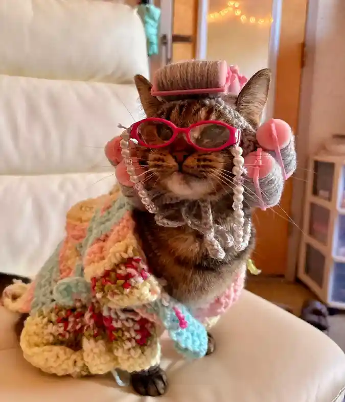 Crochet Grandma Shawl with Hair Rollers and Glasses on a Tabby Cat
