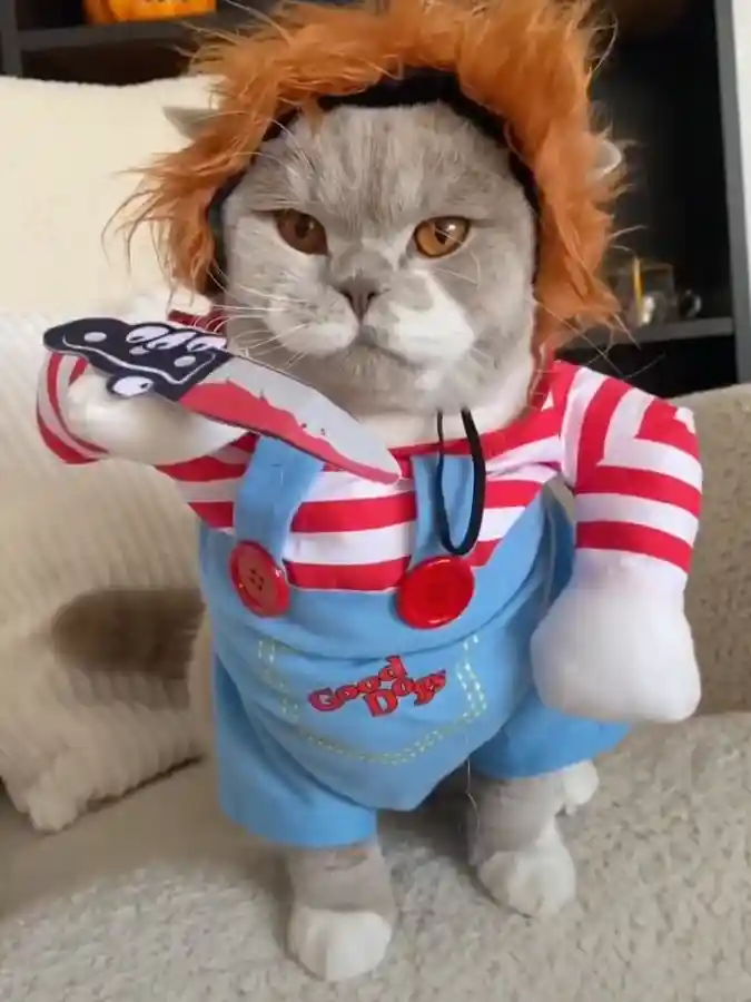 Deadly Doll Overalls with Fuzzy Orange Hair on a Grey Scottish Fold