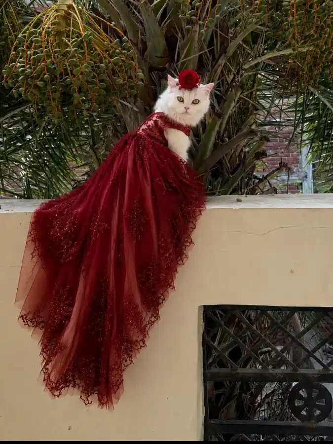 Elegant Deep Red Lace Gown with Rose Headpiece on a White Persian Cat