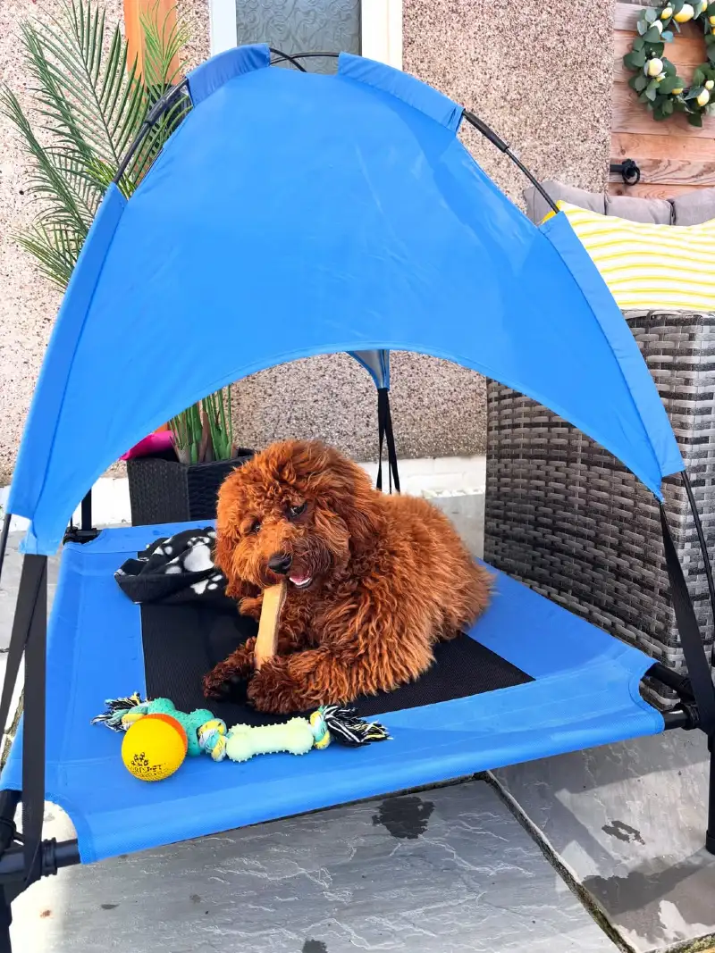 Elevated Blue Cot with Integrated Canopy Dome