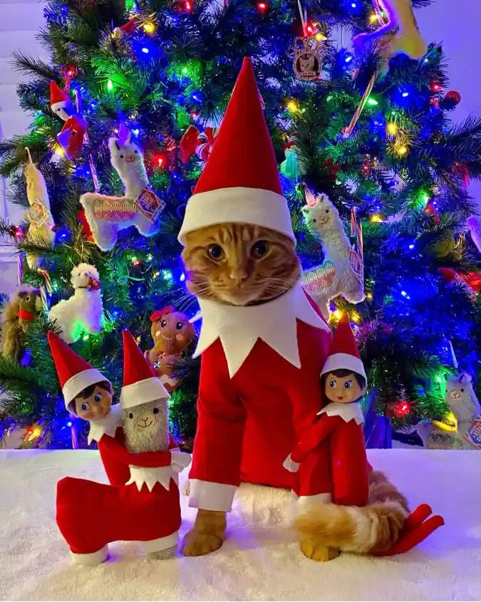 Elongated Elf on the Shelf Suit with Jagged Collar on an Orange Tabby
