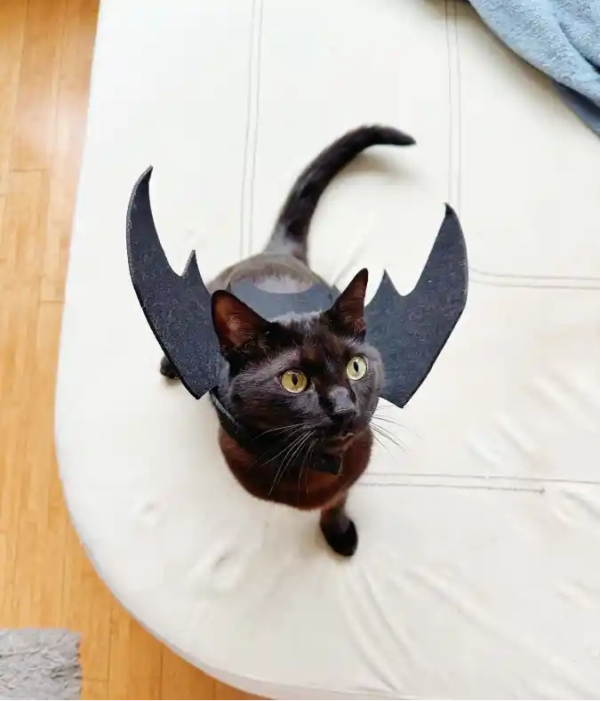 Felt Bat Wings Harness on a Black Cat