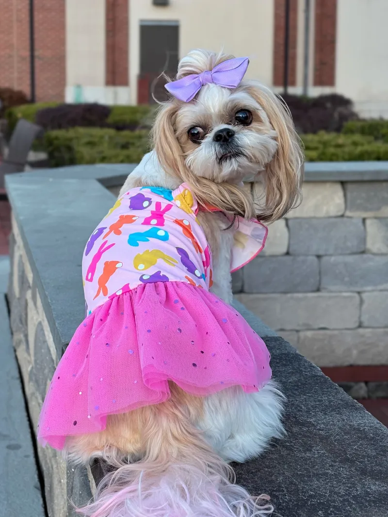 Festive Bunny Print Dress with Tulle Skirt on a Shih Tzu