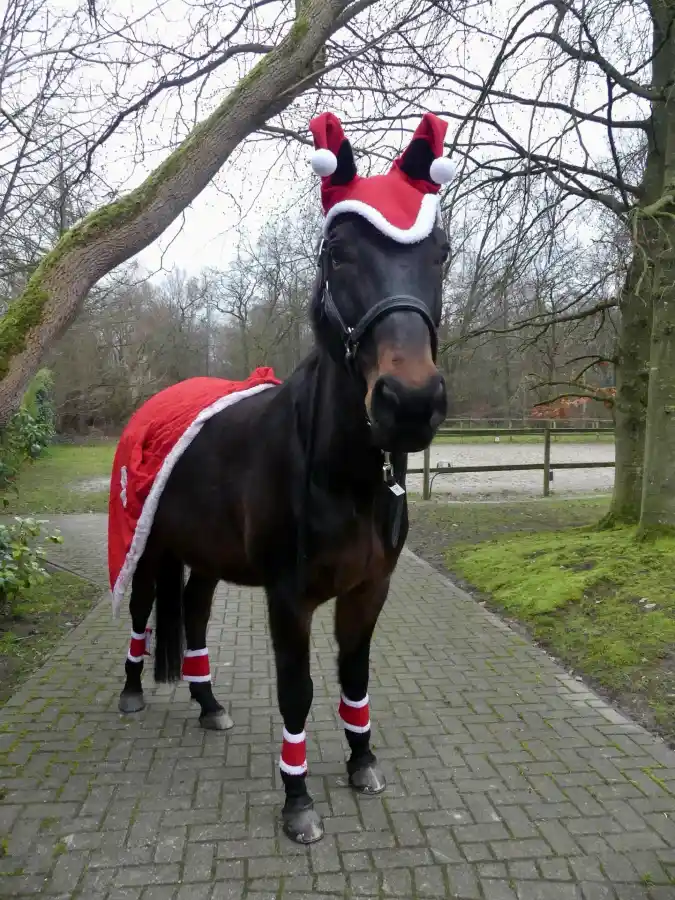 Festive Ear Bonnet and Red Polo Wraps on a Dark Bay Horse