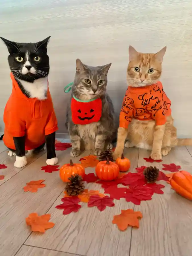 Festive Orange Autumn Sweaters and Bib on Three Cats