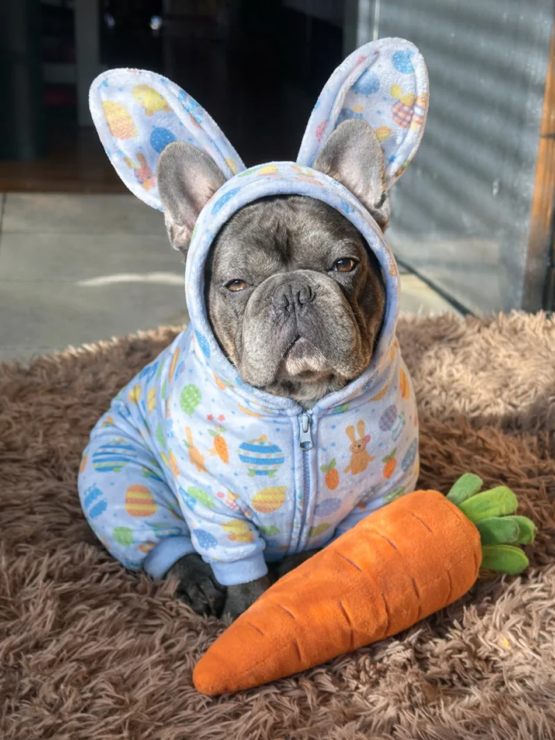 Fleece Bunny Hooded Onesie on a French Bulldog