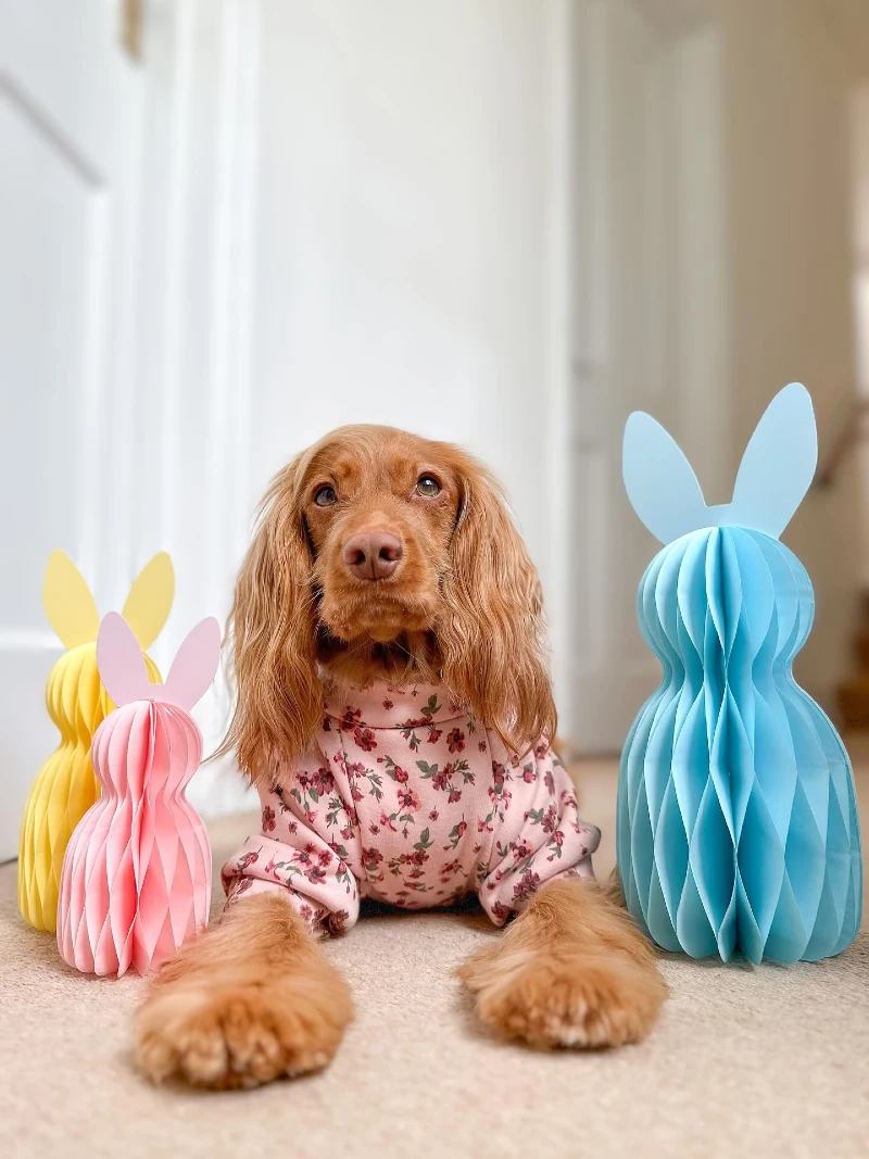 Floral Turtleneck Sweater on a Cocker Spaniel