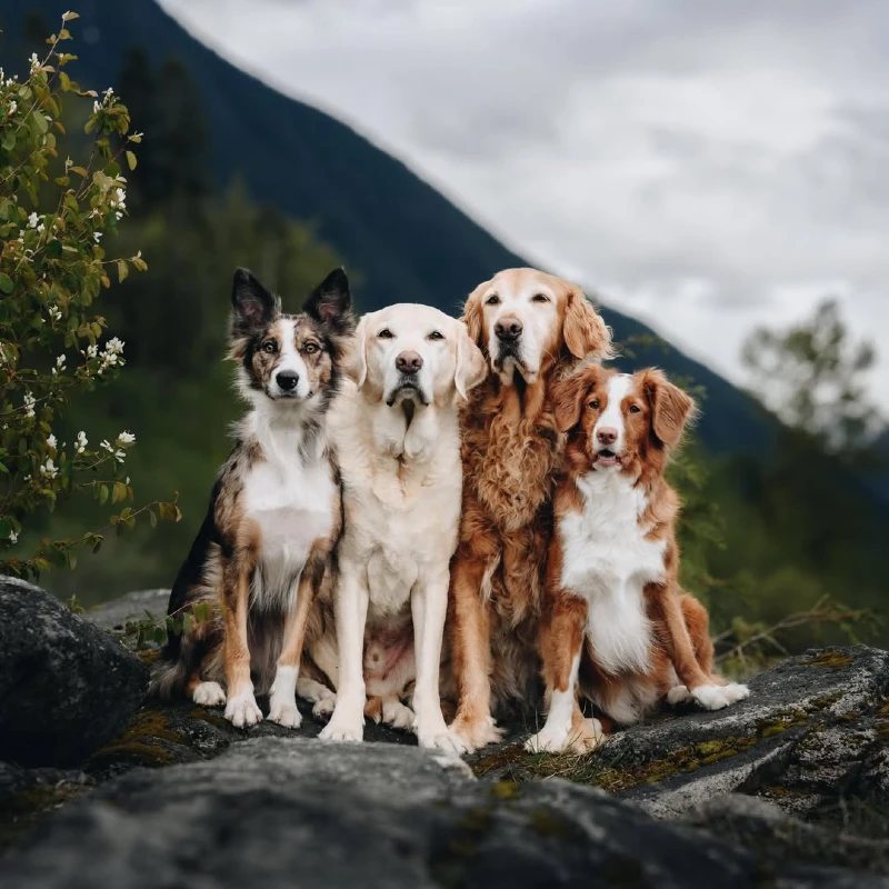 Four Coordinated Dogs Sitting on a Rugged Mountain Boulder
