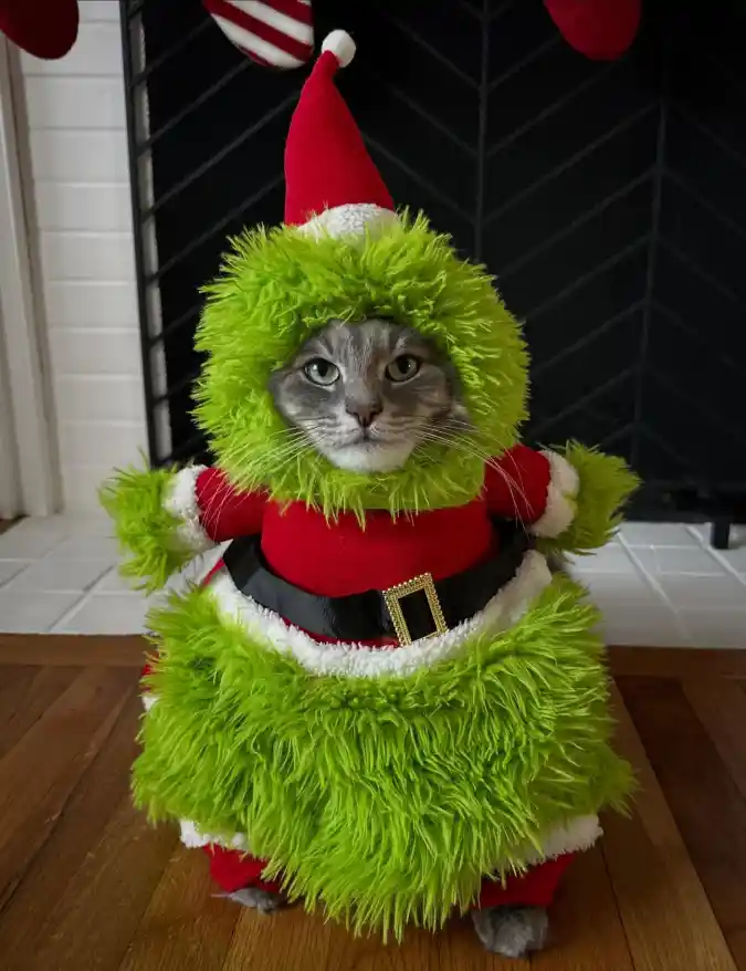 Furry Green Grinch Suit with Red Santa Details on a Grey Tabby Cat