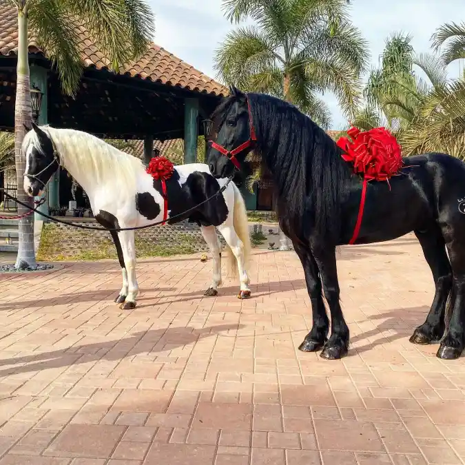 Giant Red Gift Bows on a Piebald Gypsy Vanner and a Black Friesian Horse