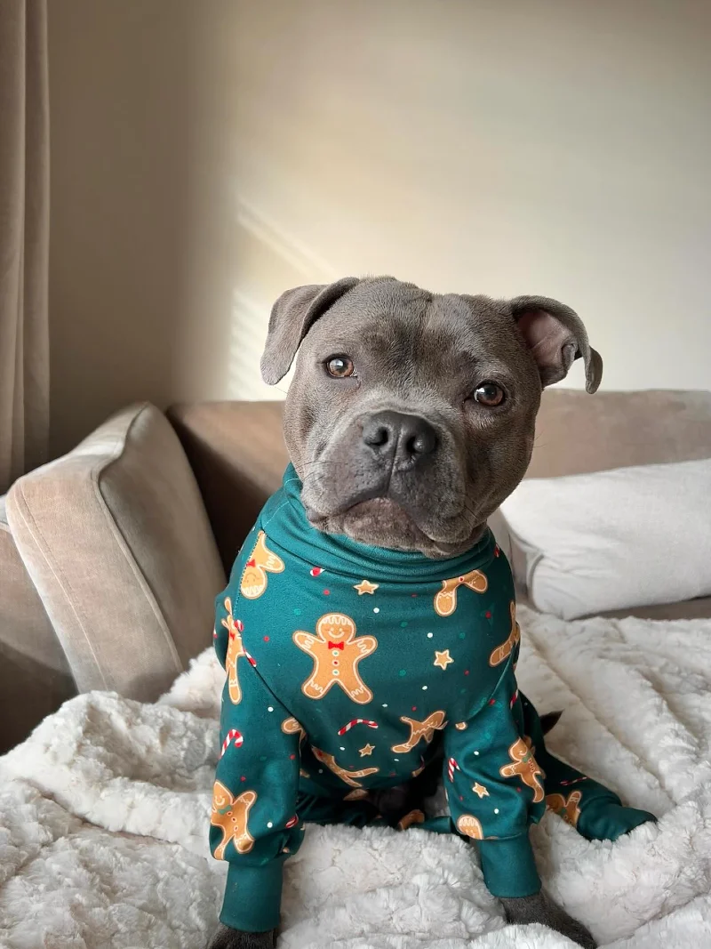 Gingerbread Man Patterned Bodysuit on a Grey Staffordshire Bull Terrier