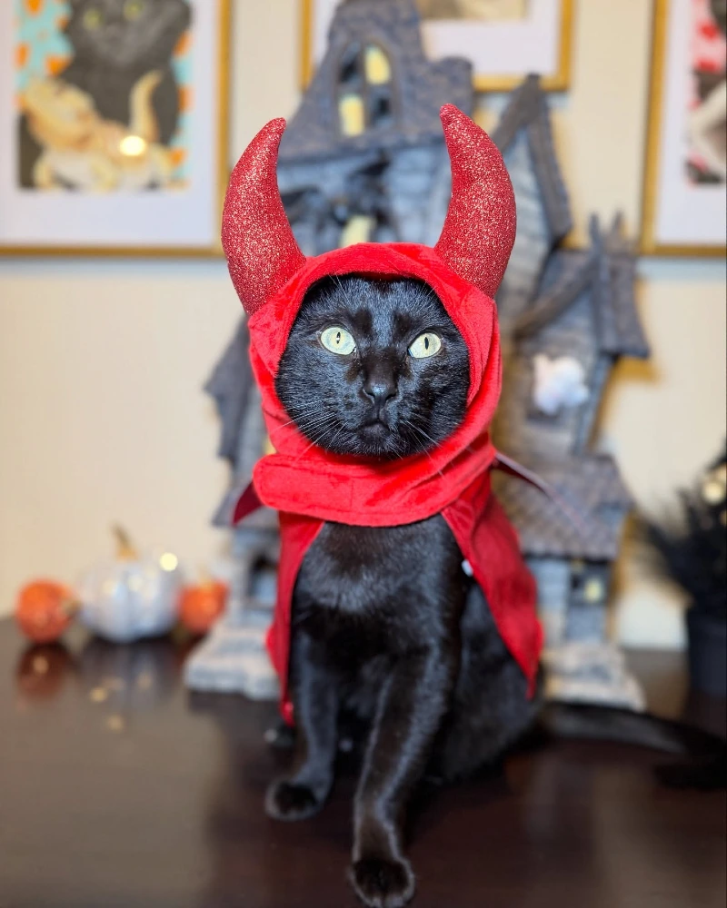 Glittering Red Devil Horn Hood and Cape on a Solid Black Cat