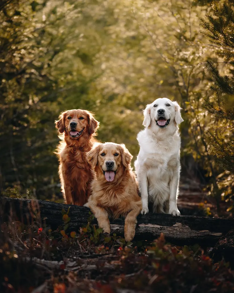 Gradient Coated Golden Retrievers Posing on a Dark Log