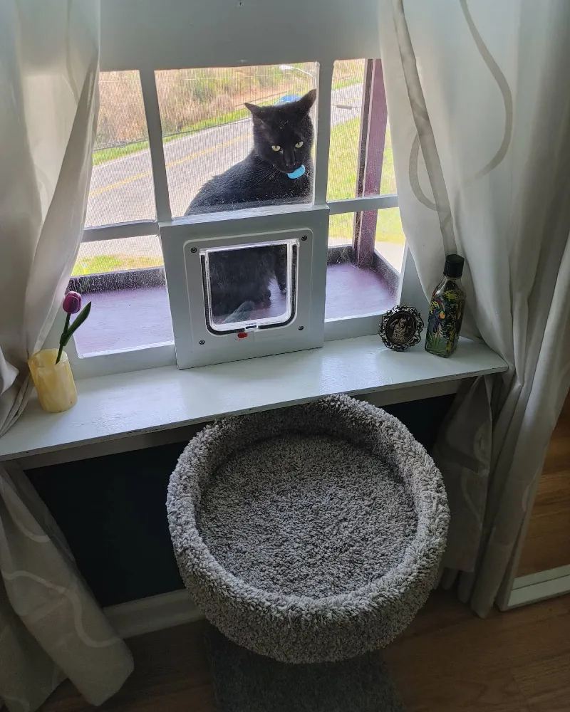 Grid-Pane Window Sash with Built-In White Pet Door Above a Plush Cat Tree
