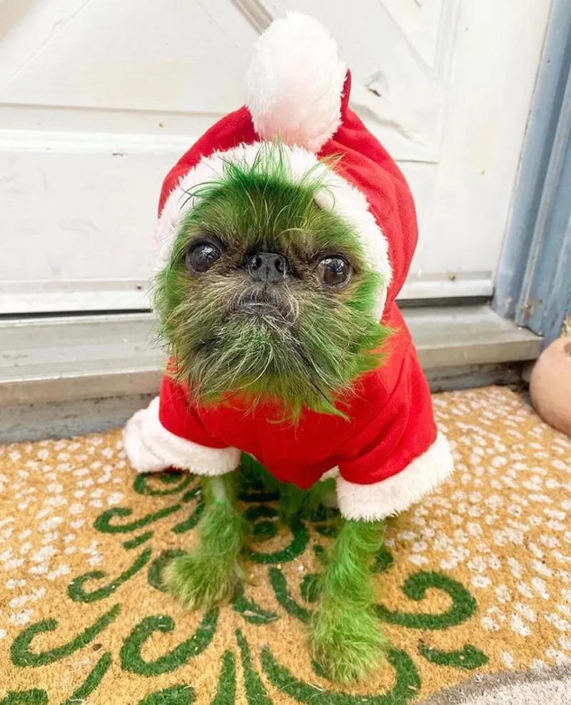 Grinch-Inspired Creative Green Fur with Santa Suit