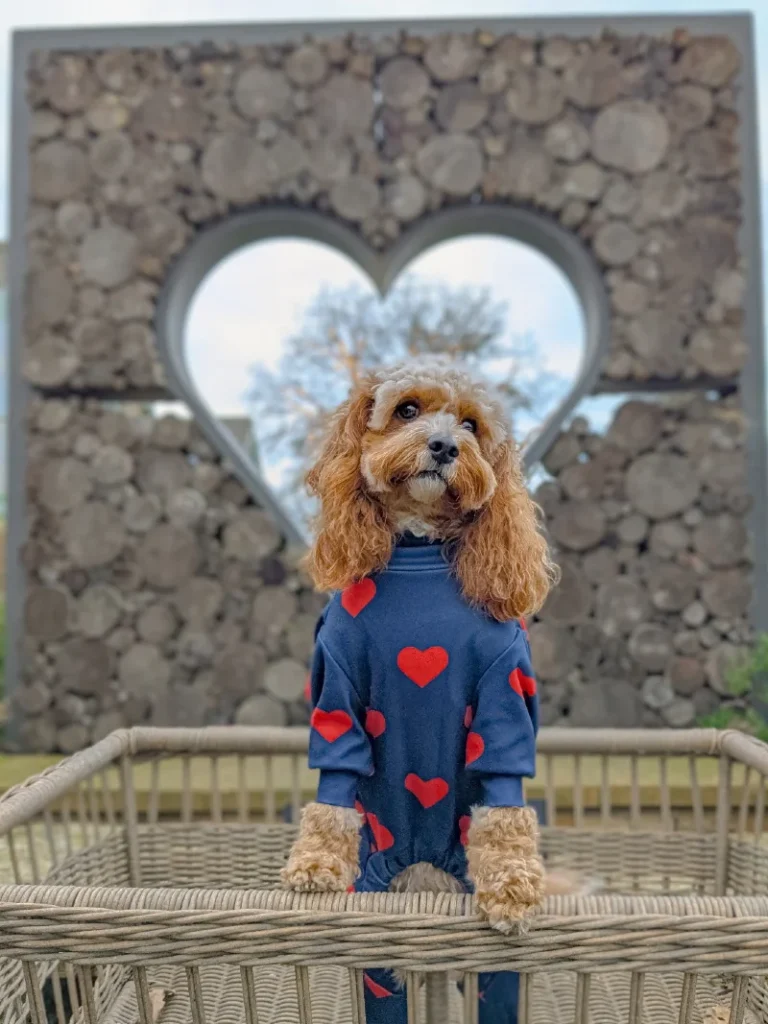 Heart Patterned Navy Bodysuit on an Apricot Cockapoo