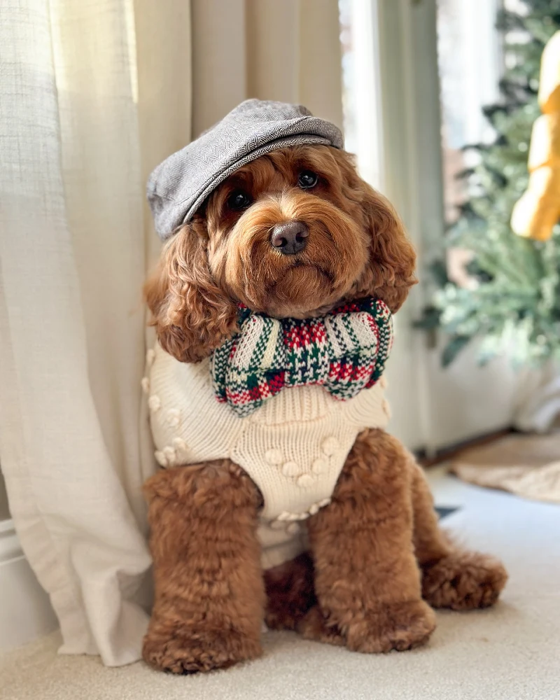 Herringbone Flat Cap and Plaid Bow Tie Knitwear