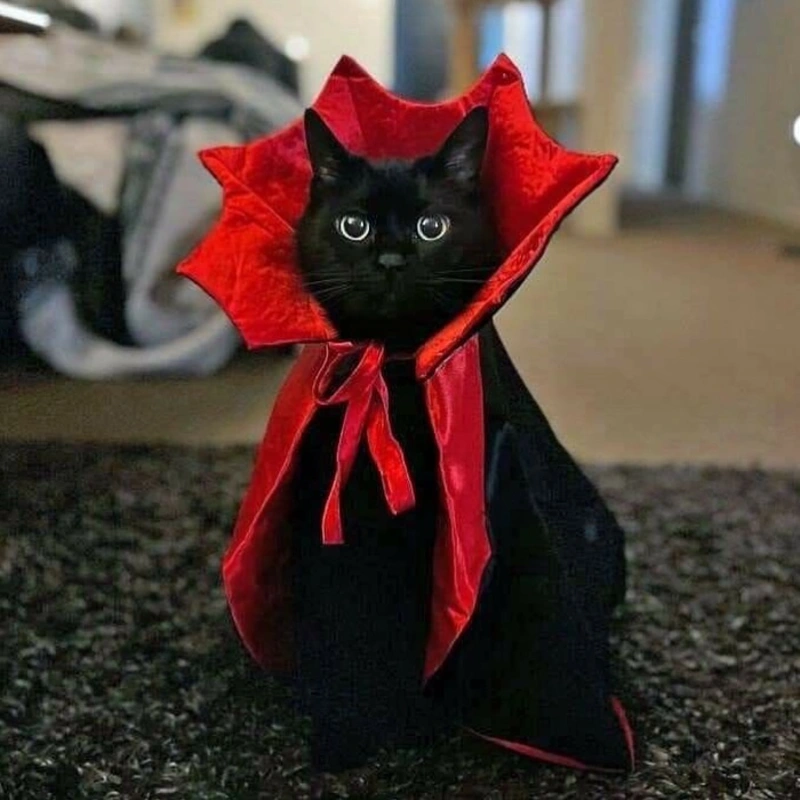 High-Collar Vampire Cape on a Black Cat