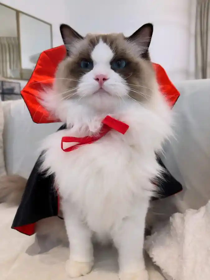 High-Collar Vampire Cape on a Fluffy Ragdoll Cat
