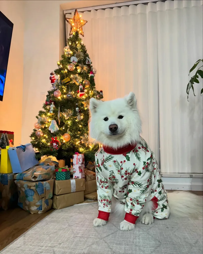 Holly Berry and Pine Branch Print Jumpsuit on a White Samoyed