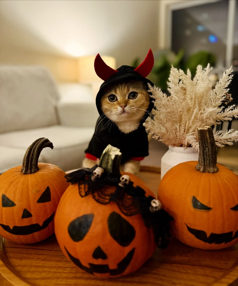 Horned Devil Hoodie on a British Shorthair Cat