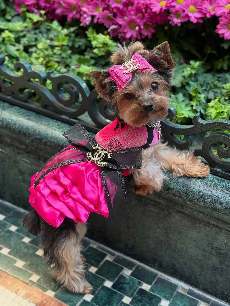 Hot Pink Designer-Inspired Dress with Glitter Bow on a Yorkshire Terrier