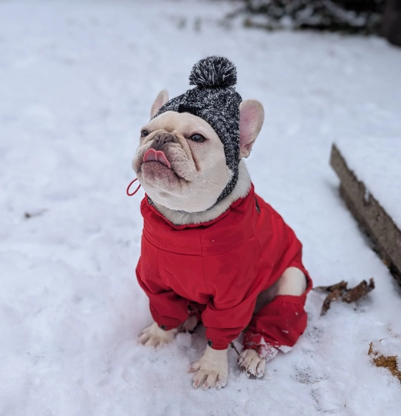 Insulated Red Snowsuit with Marled Beanie on a Cream French Bulldog