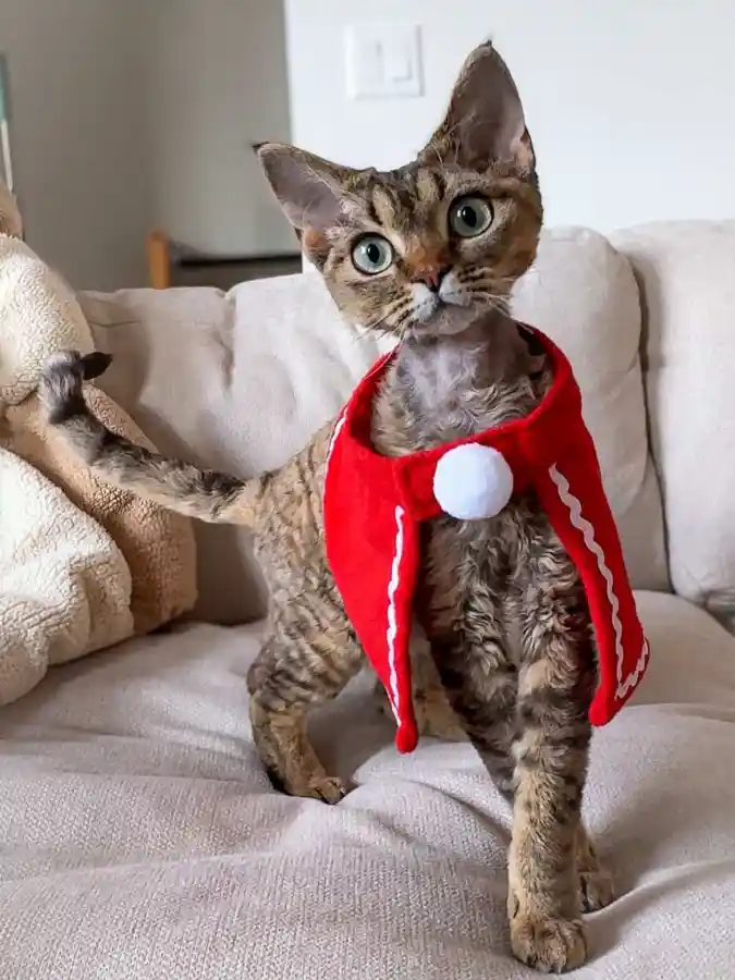 Lightweight Red Gingerbread-Style Scarf with White Pom-Pom on a Devon Rex