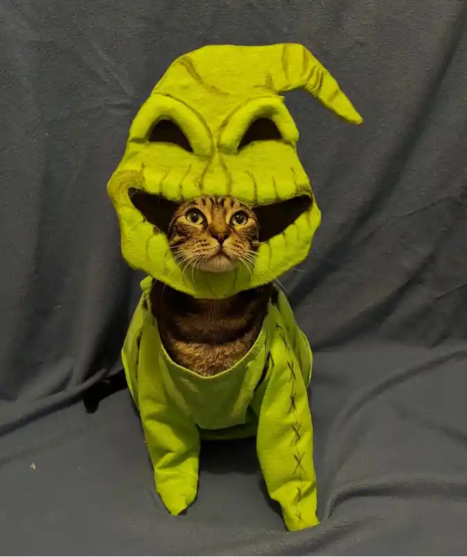 Lime Green Oogie Boogie Costume on a Tabby Cat