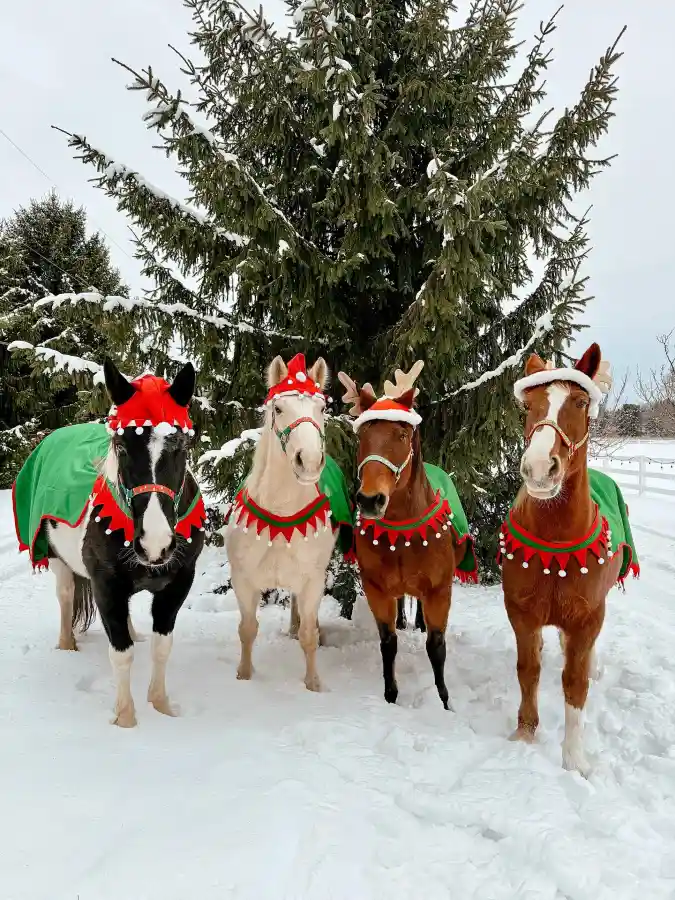Matching Green Elf Cloaks and Santa Hats on a Winter Herd