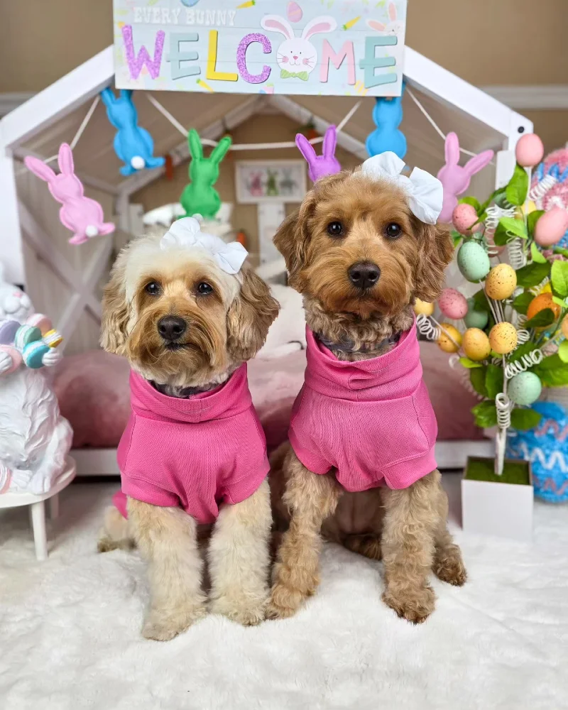 Matching Pink Cowl-Neck Sweaters with White Bows on Two Doodles