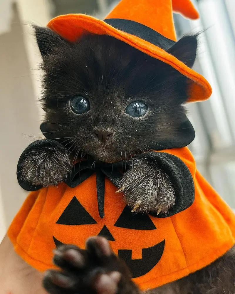 Miniature Pumpkin Cape and Matching Pointed Hat on a Black Kitten