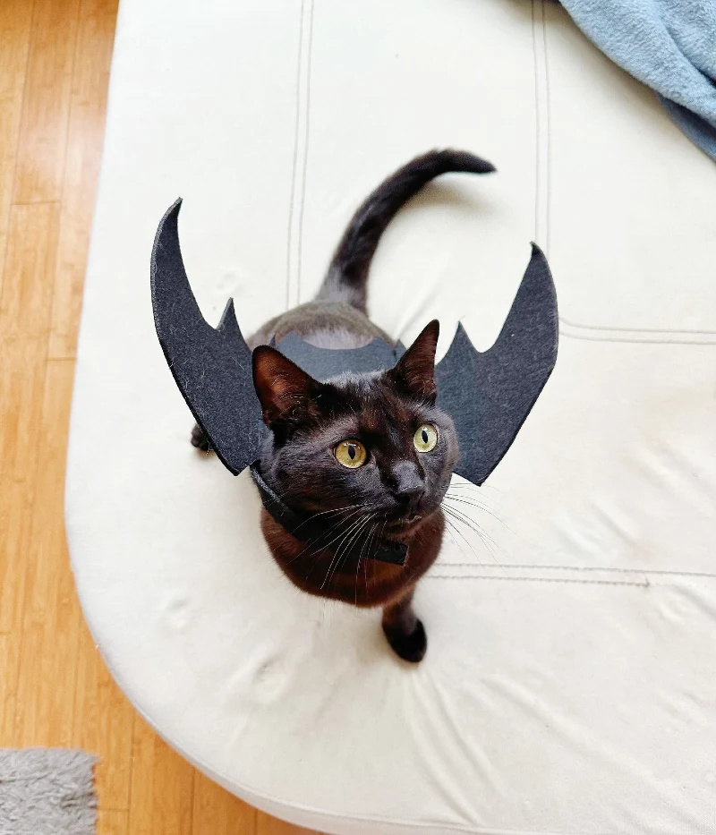 Minimalist Felt Bat Wings Harness on a Sleek Black Cat