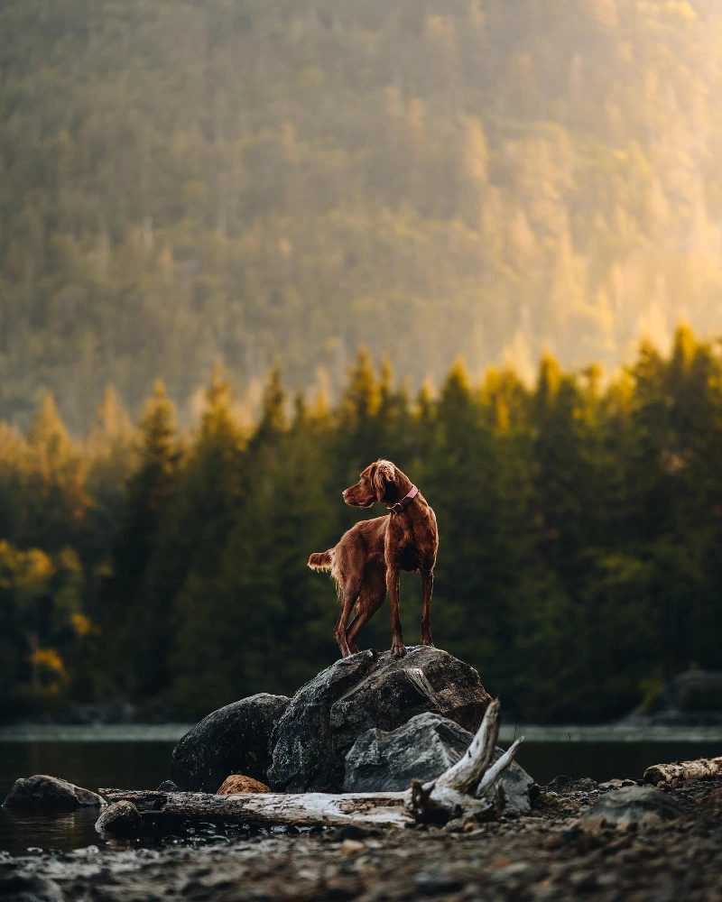Minimalist Pink Collar on a Red Setter