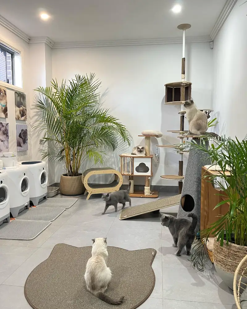 Modern Minimalist Cat Lounge with Tropical Palms
