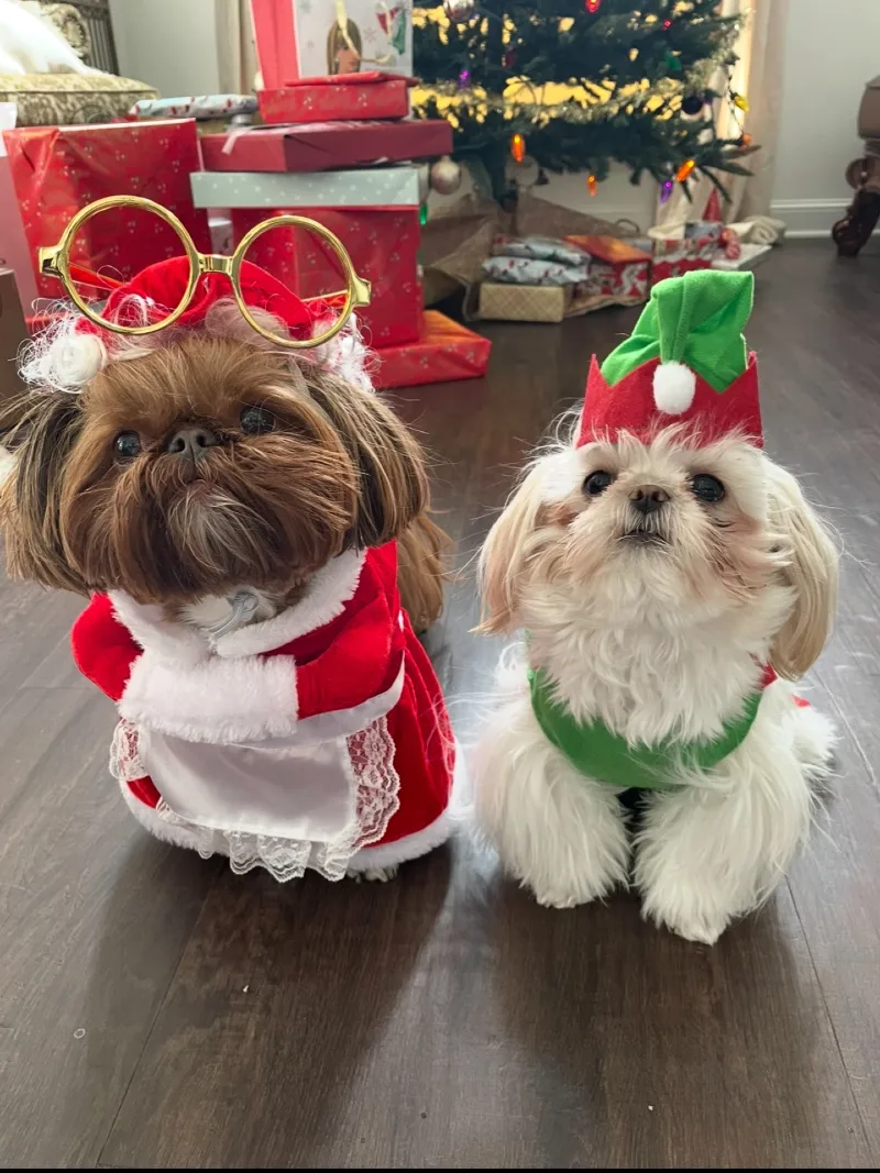 Mrs. Claus Velvet Gown with Gold Glasses and Elf Hat Pair