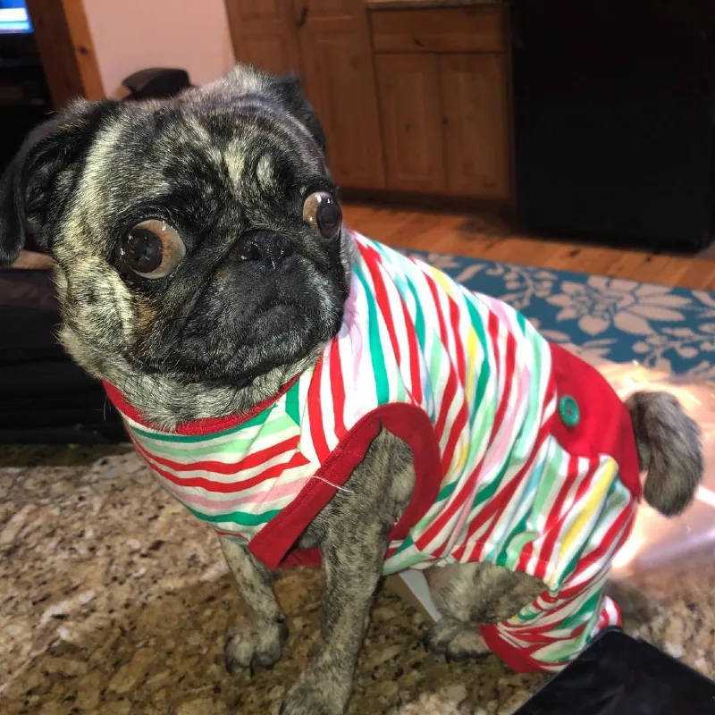 Multi-Colored Striped Jumpsuit with Red Trim on a Brindle Pug