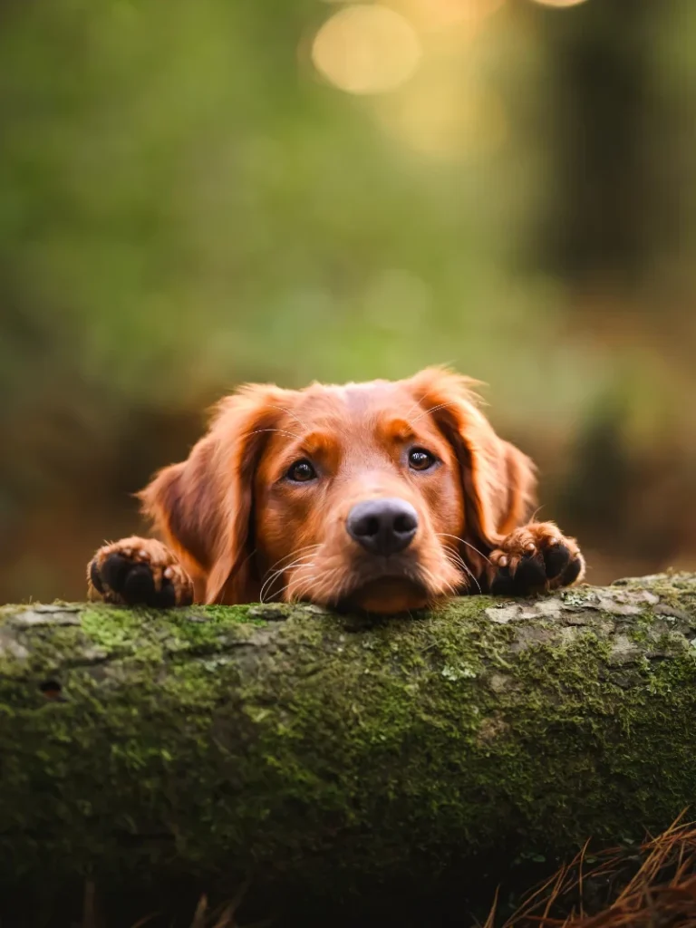 Natural Golden Coat Resting on a Mossy Forest Log