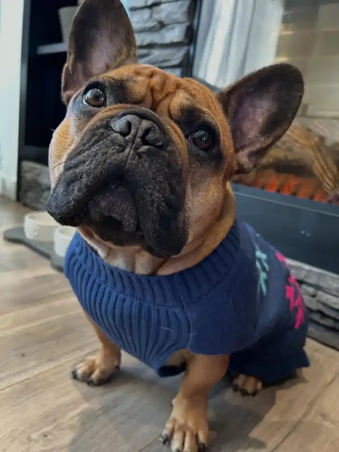 Navy Ribbed Knit Sweater with Neon Snowflakes on a French Bulldog