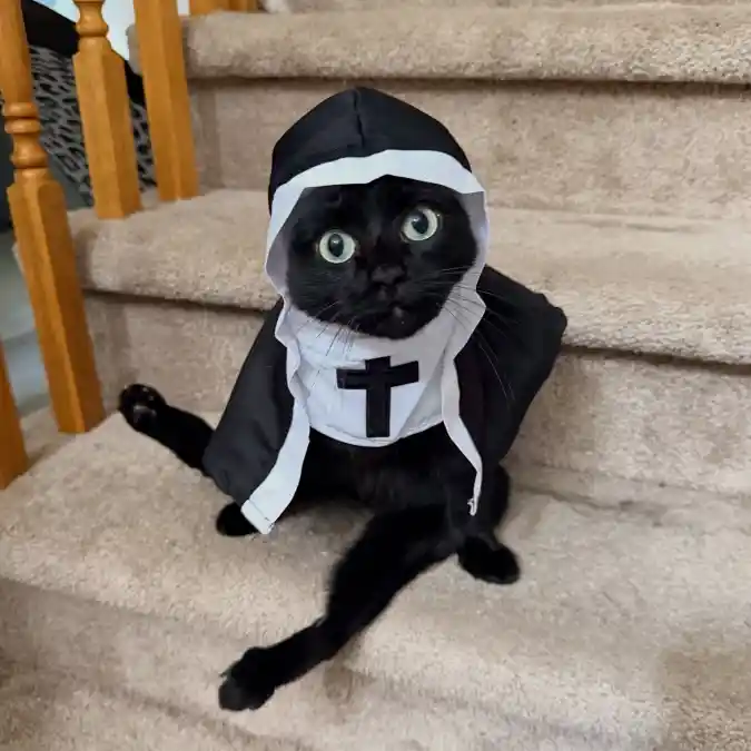 Nun Habit and Capelet on a Black Manx Cat