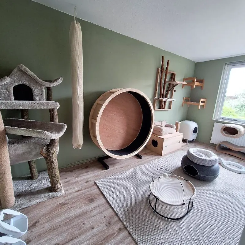Olive Green Accent Wall with Giant Wooden Exercise Wheel