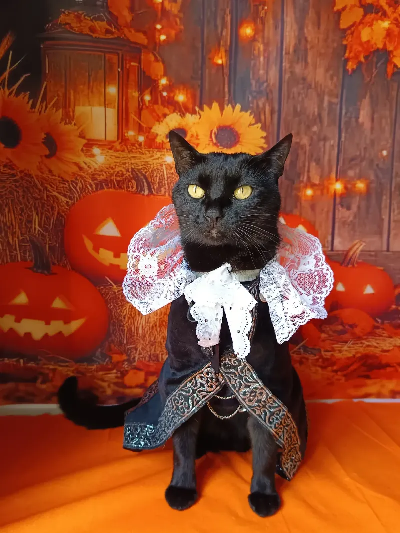 Ornate Gothic Velvet Vestment with White Lace Ruff Collar on a Black Cat