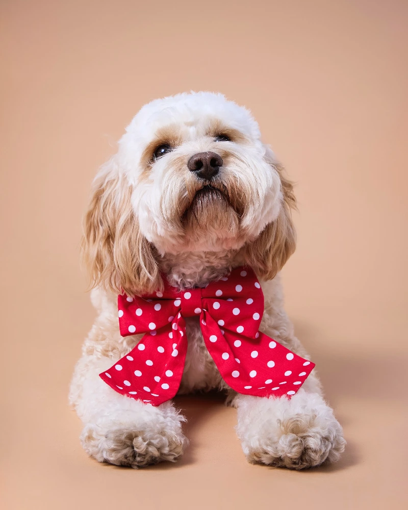 Oversized Red Polka Dot Bow on a Fluffy Cream Cavoodle