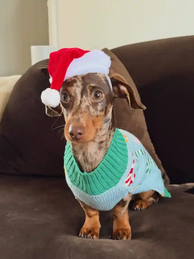 Pastel Candy Cane Sweater with Mini Santa Hat on a Dapple Dachshund