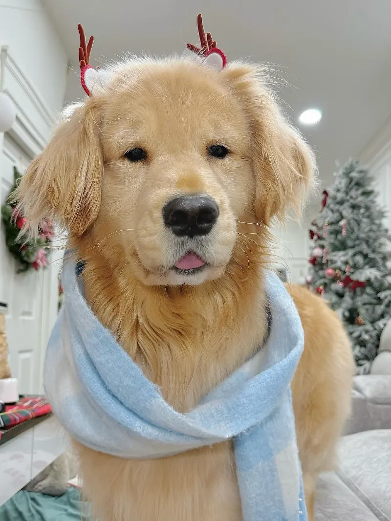 Pastel Plaid Scarf and Festive Antler Headband