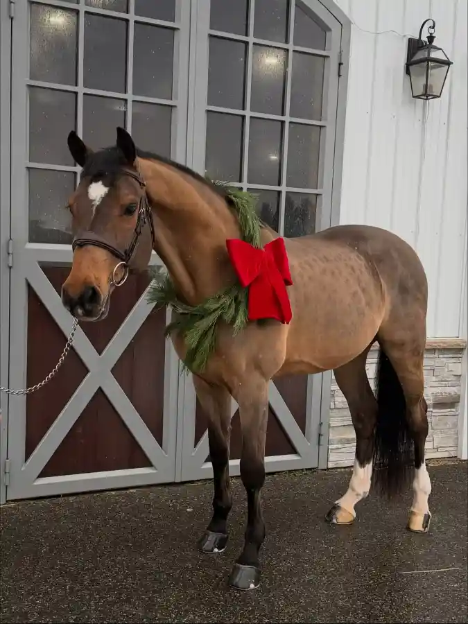 Pine Wreath with Oversized Red Velvet Bow on a Dappled Buckskin Horse