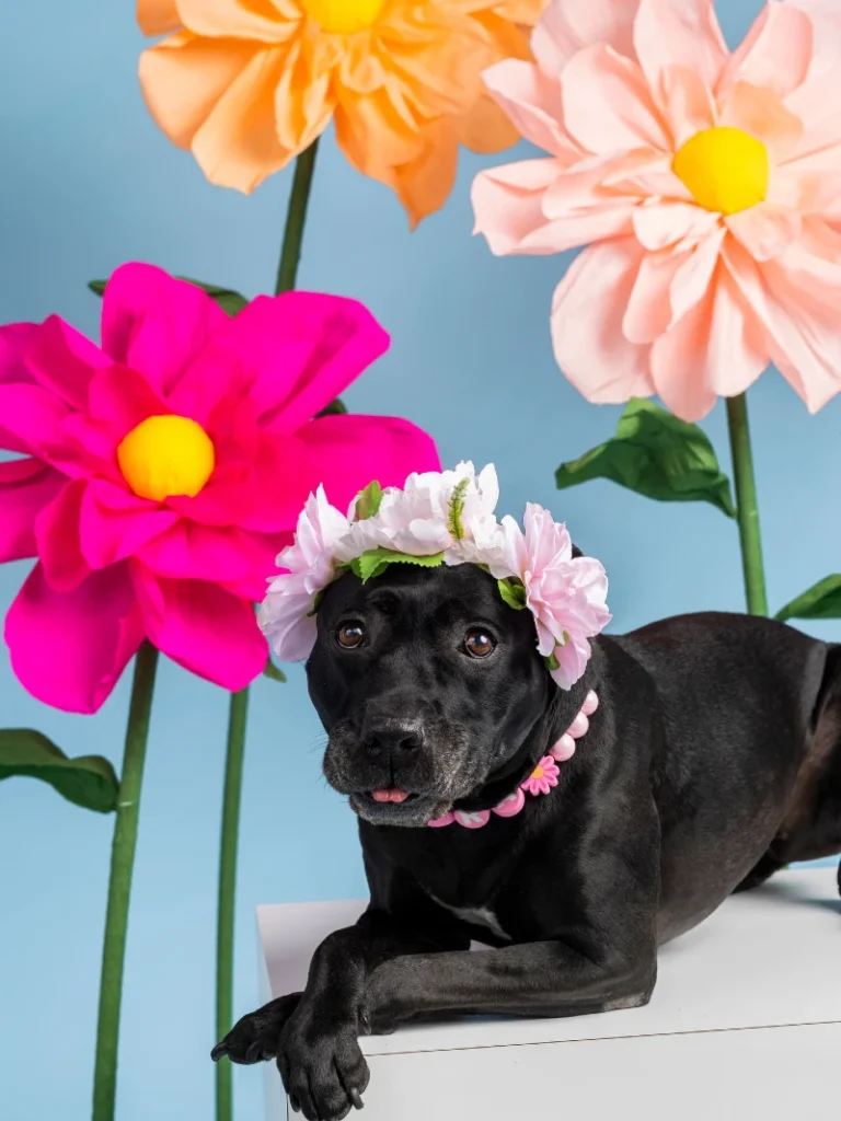 Pink Flower Crown and Beaded Collar on a Black Pitbull