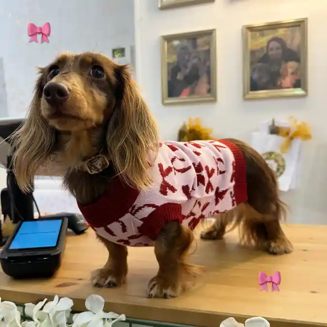 Pink Knit Sweater with Red Bow Motifs on a Longhaired Dachshund