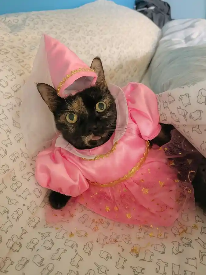 Pink Princess Gown and Cone Hat on a Tortoiseshell Cat